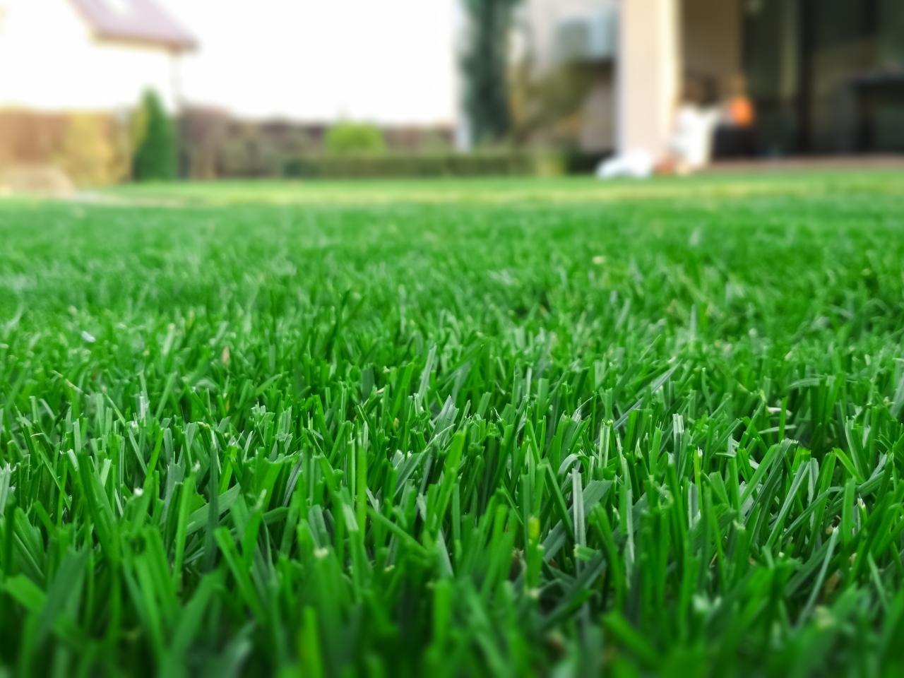 Timing is Key: Sowing Grass Seed for a Lush Lawn