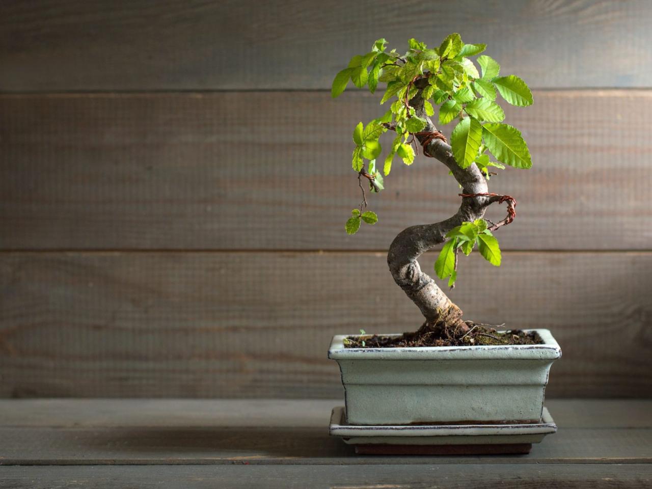 Bonsai Tree Care for Beginners: What to Know