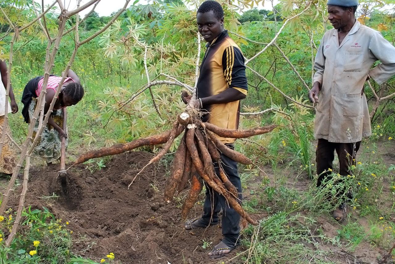 Cassava farmers