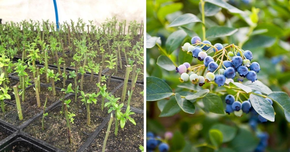 The Best Methods for Propagating Blueberry Bushes for a Successful Harvest