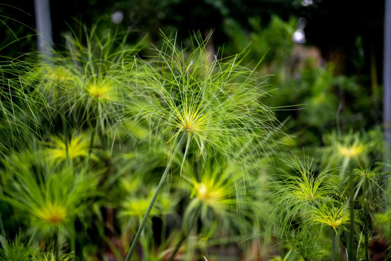 How to Maintain a Stunning Papyrus Plant: Tips for a Beautiful and Lush Garden