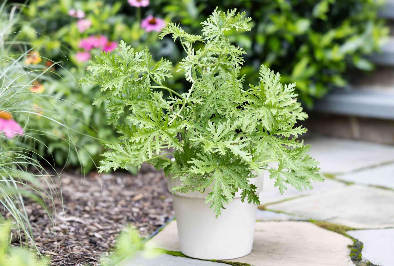 How to Cultivate Citronella Plant for a Beautiful and Functional Garden