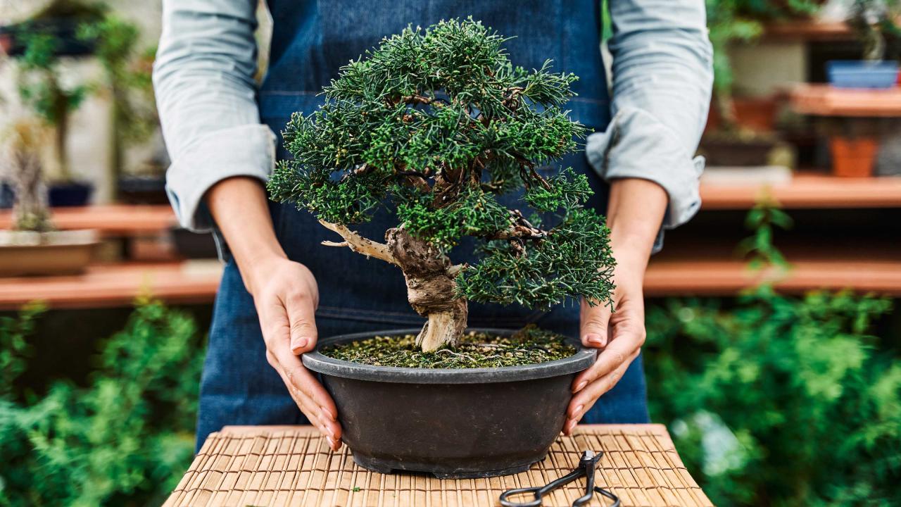 Bonsai Tree Care for Beginners: What to Know