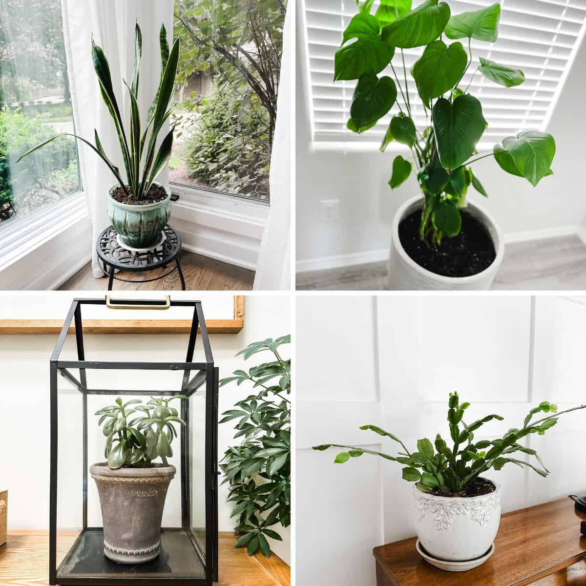 Best Houseplants for Beginners That Grow Quickly