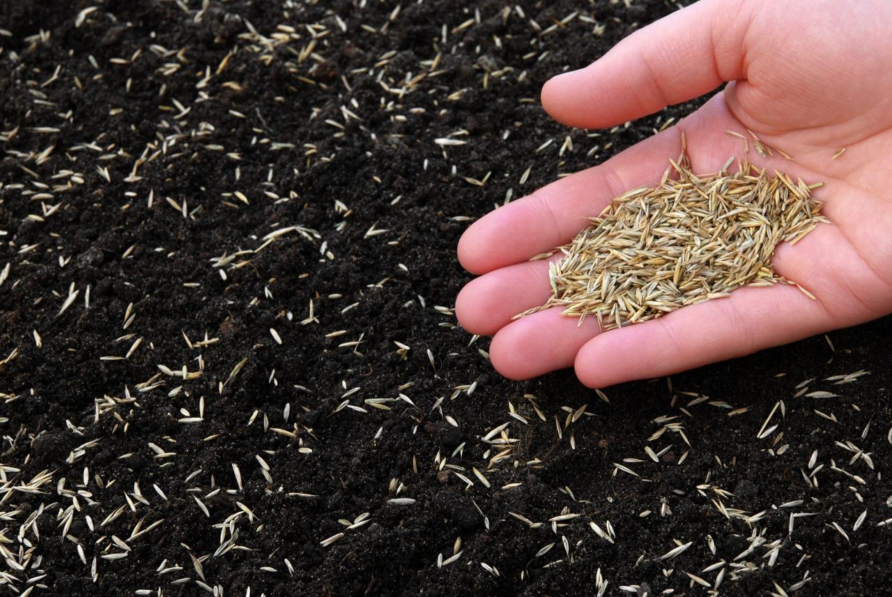 The Top Tips for Sowing Grass Seed at the Right Time in the UK