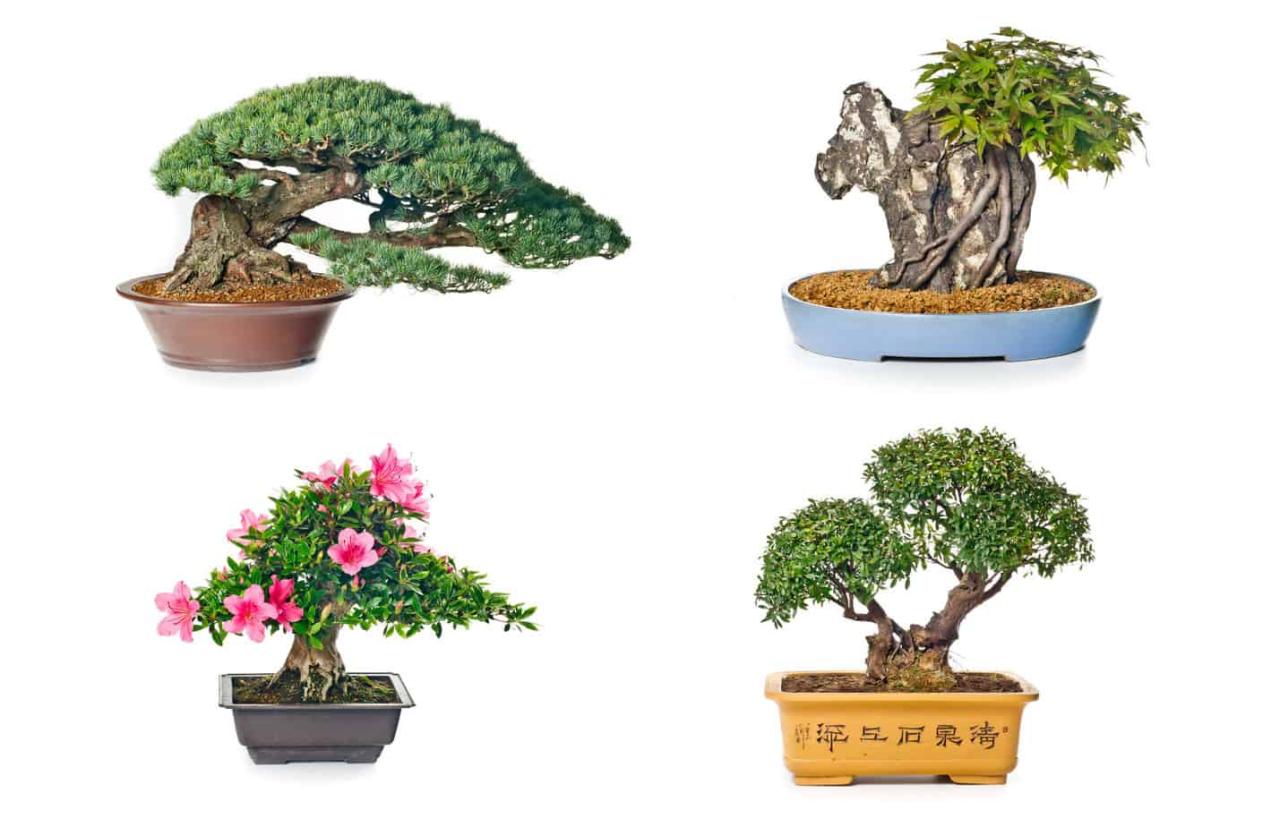 Bonsai Pot Selection: How to Choose the Perfect Fit