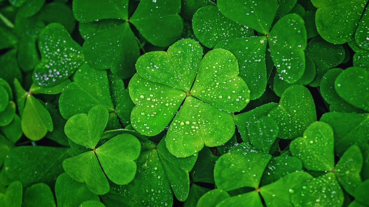 How to Cultivate Four Leaf Clovers and Experience Good Fortune