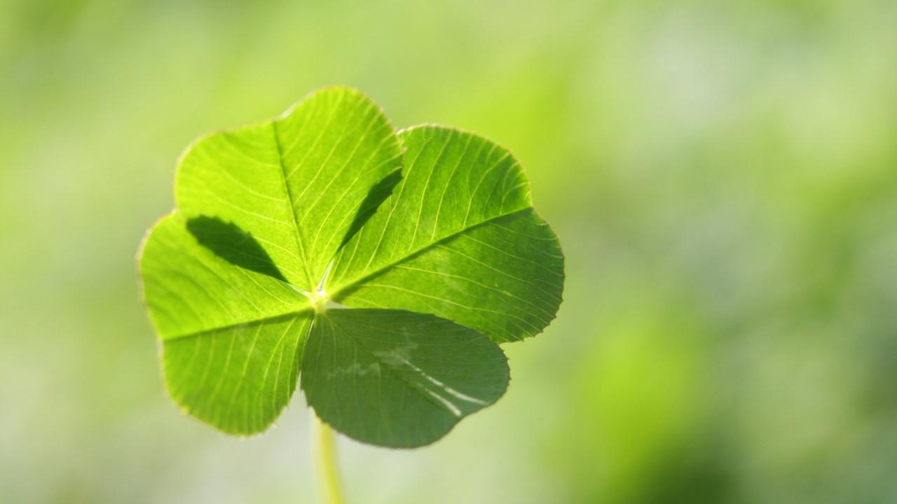 How to Cultivate Four Leaf Clovers and Experience Good Fortune