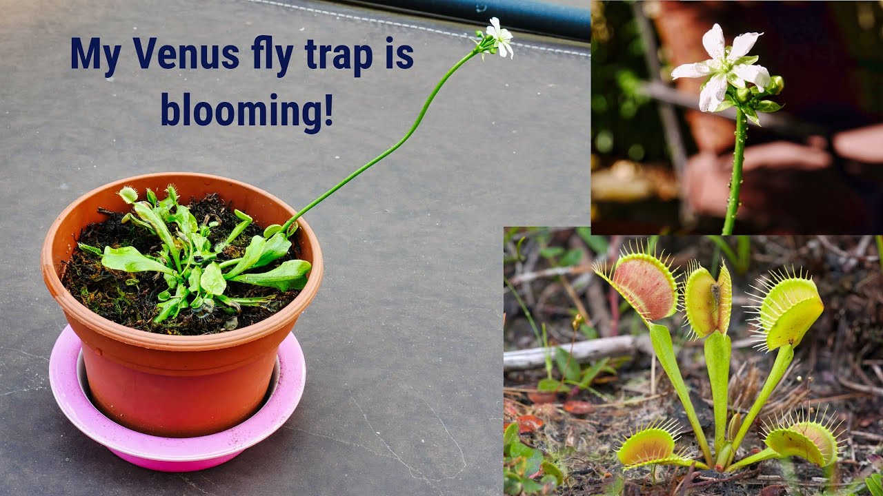 Propagate Venus Fly Traps: The Ultimate Guide