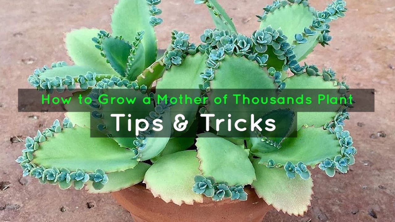 Master the Art of Propagating Mother of Thousands with This Guide