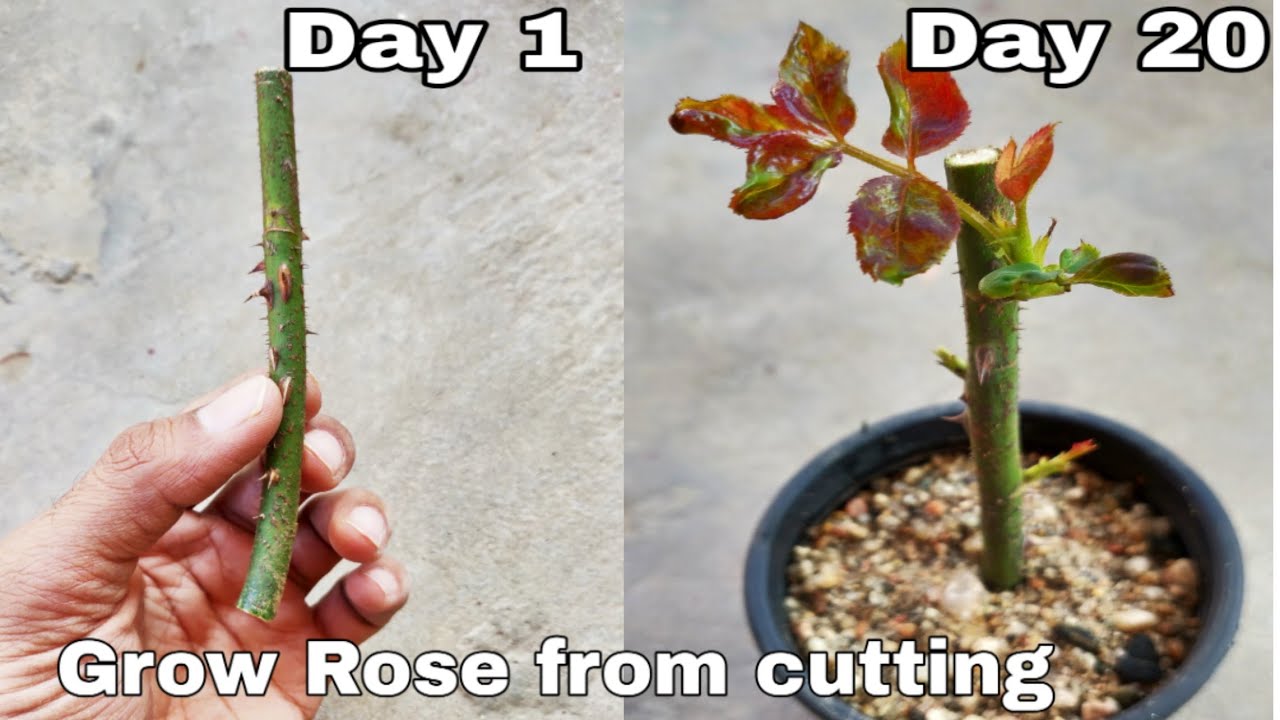 Grow Roses from Cuttings: The Ultimate Guide