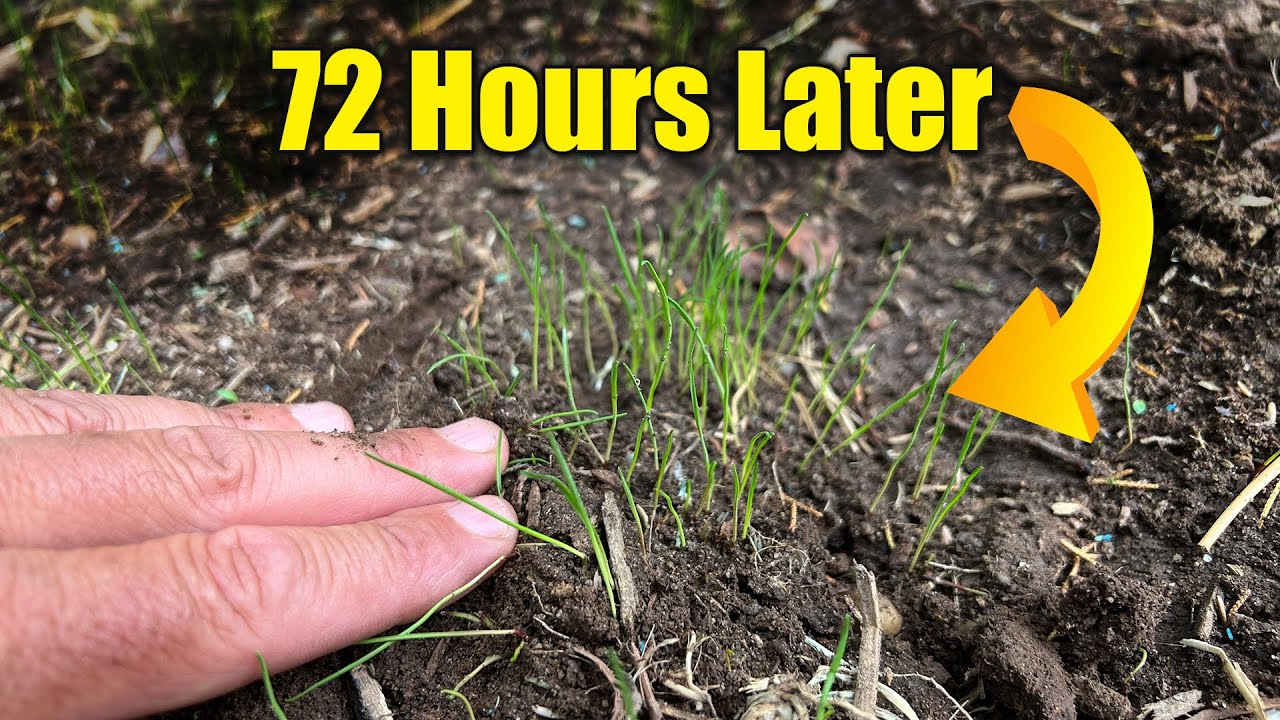 How to Ensure Fast and Successful Grass Seed Germination!