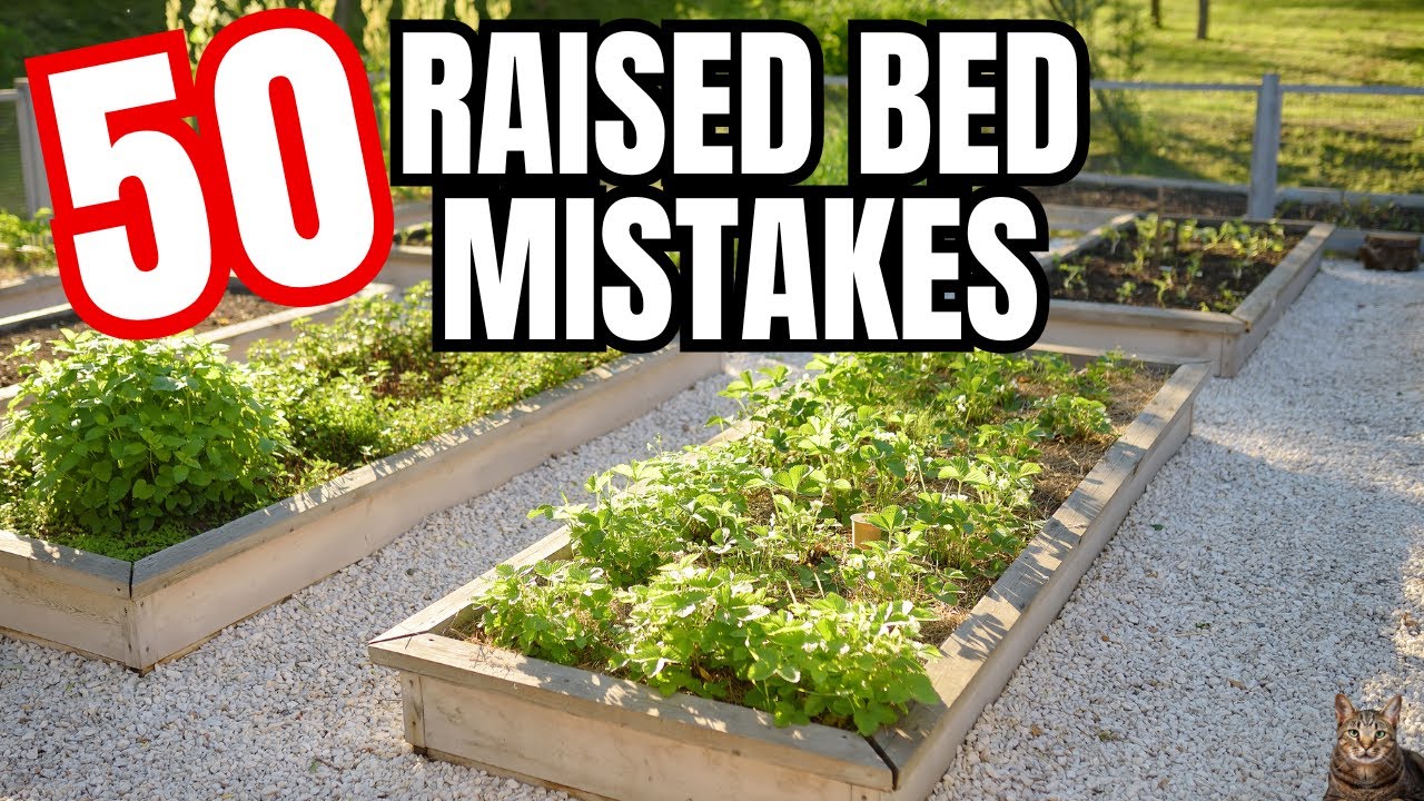 The Mistakes of Growing the Wrong Plants in Raised Beds