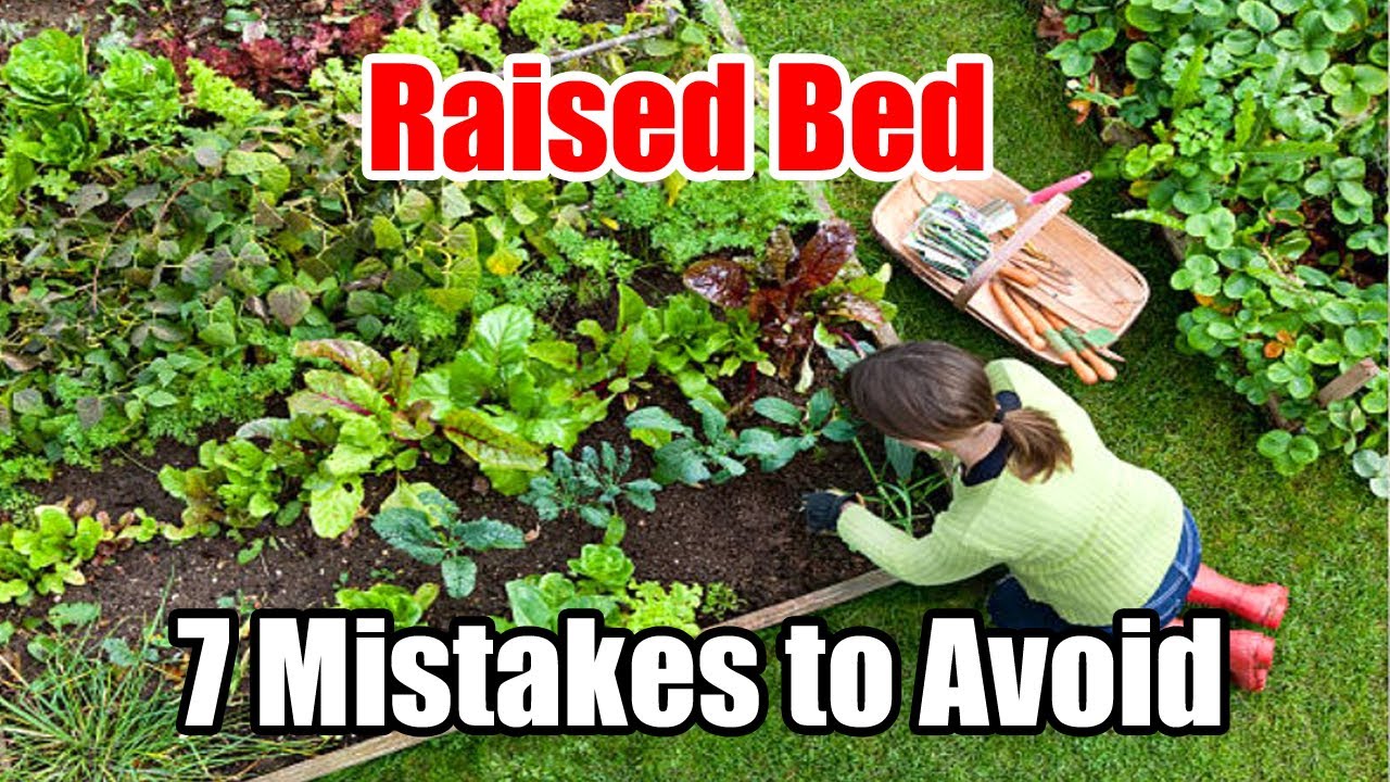 The Mistakes of Growing the Wrong Plants in Raised Beds