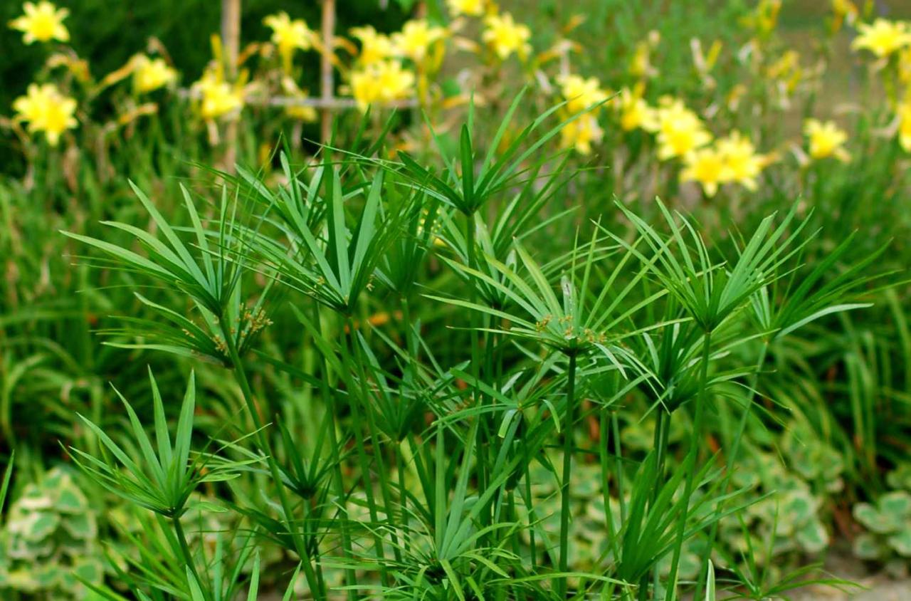 How to Achieve a Lush Papyrus Plant: Expert Tips for Thriving Growth