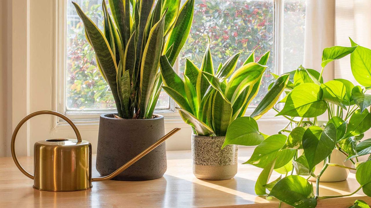 How Frequently Should You Water Your Snake Plant for Best Results?