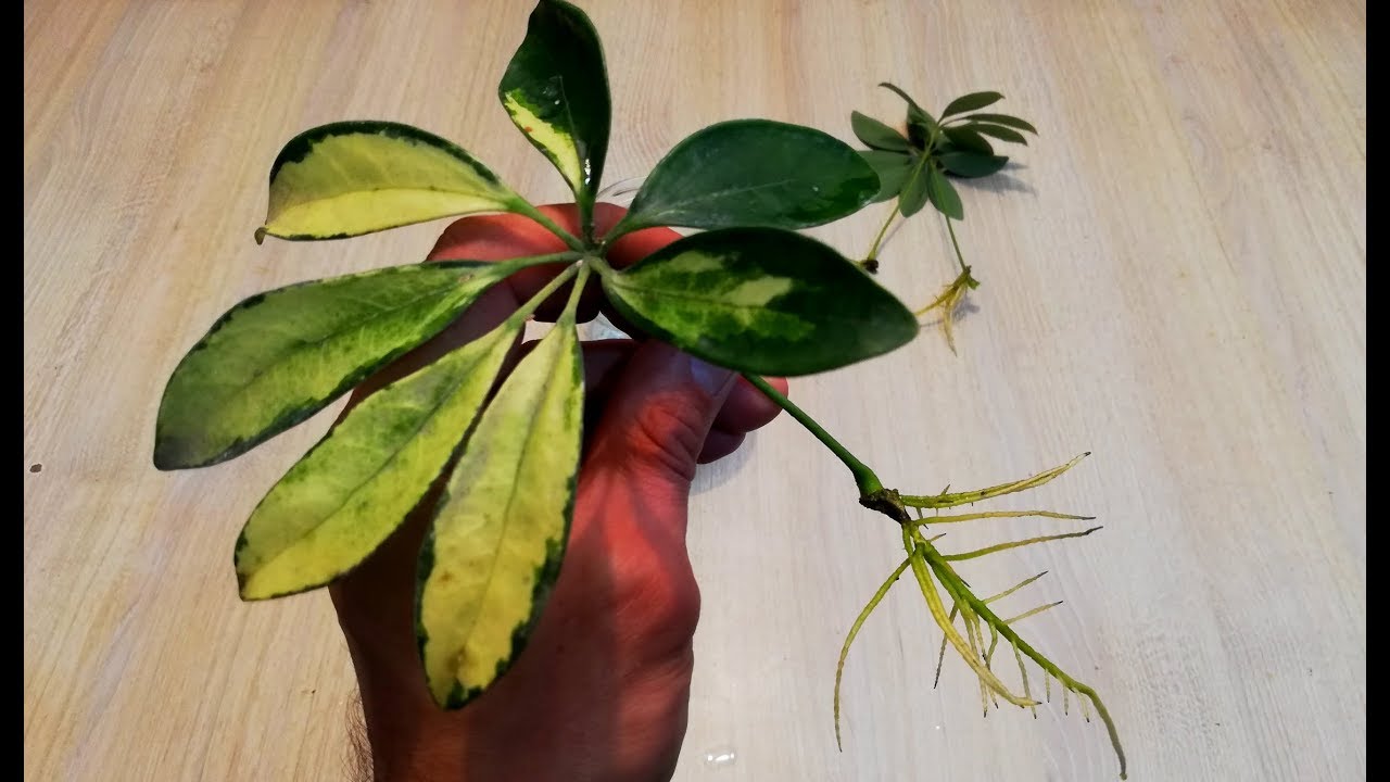 Expand Your Schefflera Collection Quickly with These Propagation Techniques